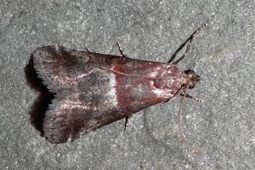 Réf. 184 971 : Acrobasis marmorea
